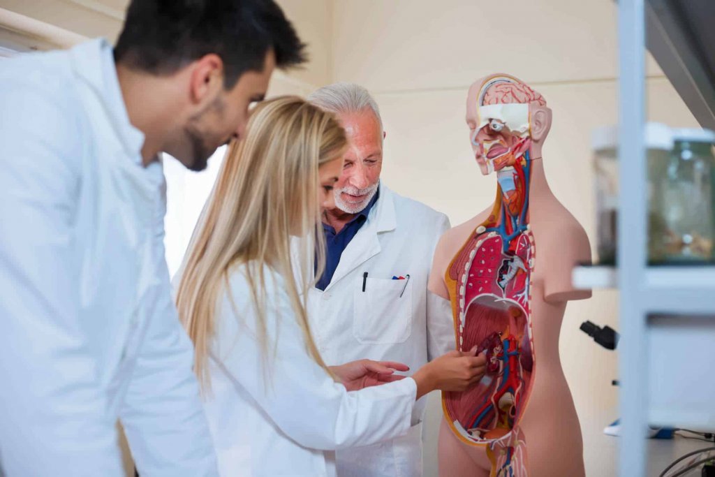 Anatomia humana: a real importância de estudar