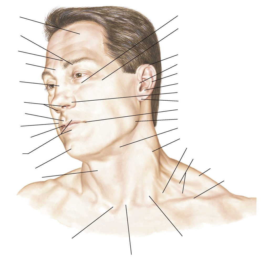 Desvendando a Anatomia de Superfície: Conceitos Essenciais