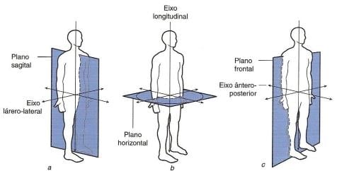 O Plano Frontal na Anatomia Macroscópica