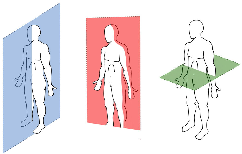 Explorando o Plano Sagital: Movimento e Anatomia