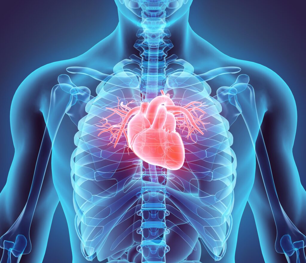 Cardiologia: Cuidando do Seu Coração com Saúde