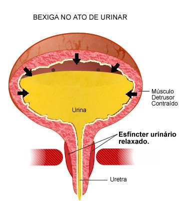 Diurese: O que é e qual a Importância do Controle Hídrico