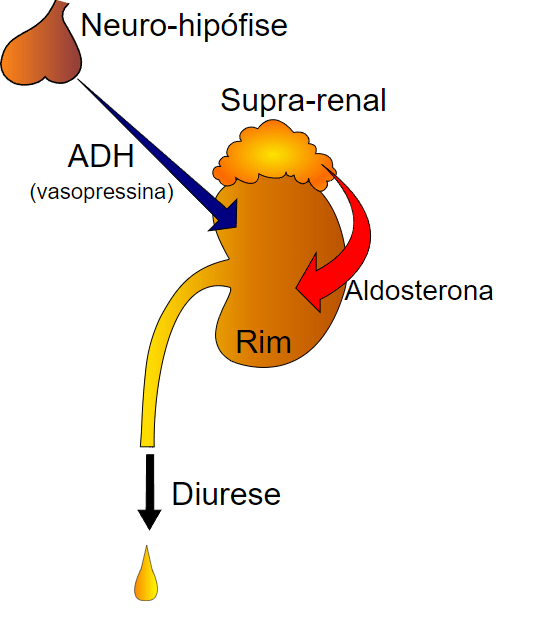 diurese o que é